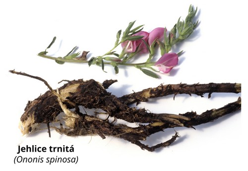 Jehlice trnitá - Onosis spinosa